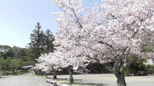 桜　日本庭園
