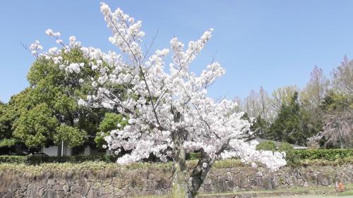 桜　日本庭園