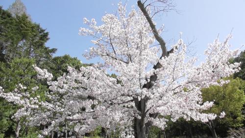 桜　日本庭園
