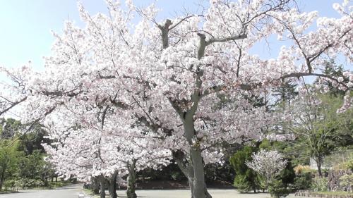 桜　日本庭園