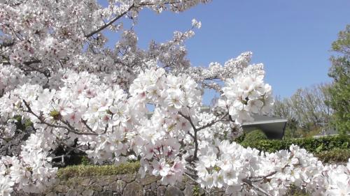桜　日本庭園