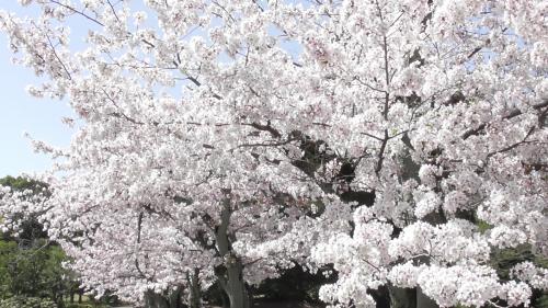桜　日本庭園