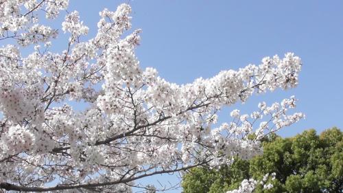 桜　日本庭園