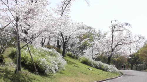 桜　日本庭園