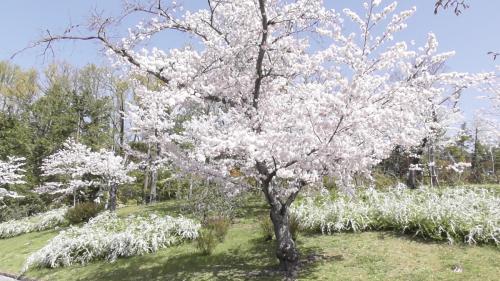 桜　日本庭園
