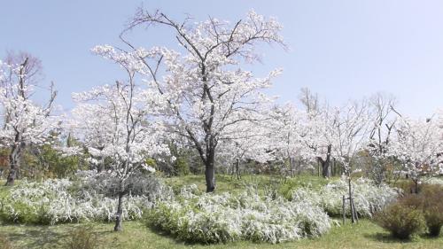 桜　日本庭園