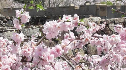 桜　自然文化園