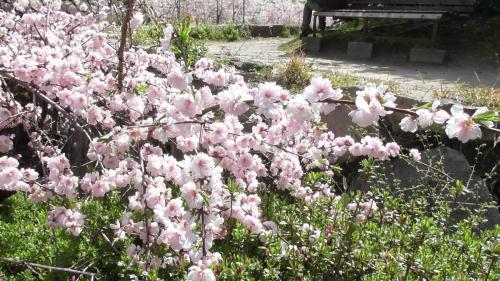 桜　自然文化園