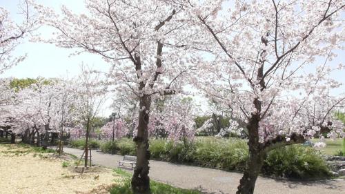 桜　自然文化園