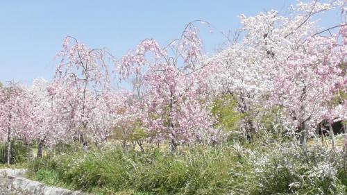 桜　自然文化園