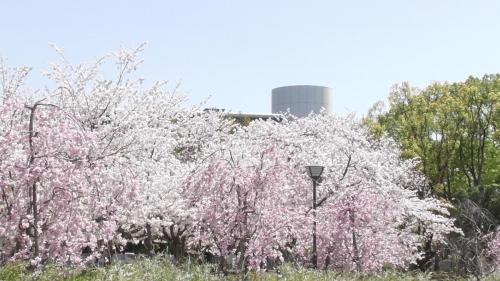 桜　自然文化園