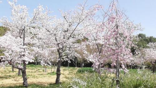 桜　自然文化園