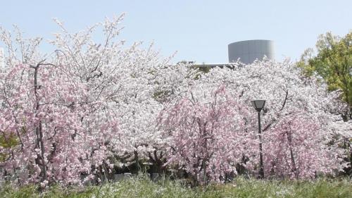 桜　自然文化園