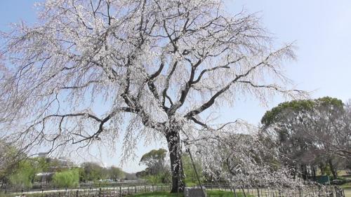 桜　自然文化園