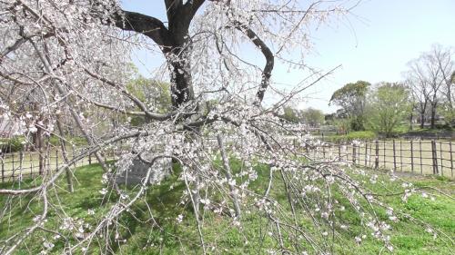 桜　自然文化園