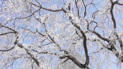 桜　自然文化園