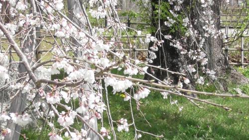 桜　自然文化園