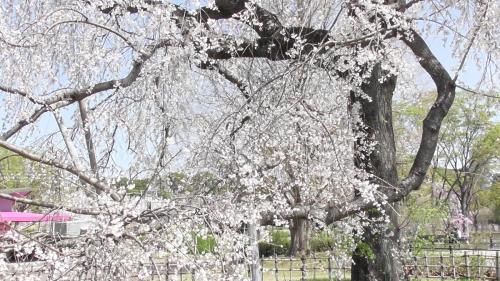 桜　自然文化園