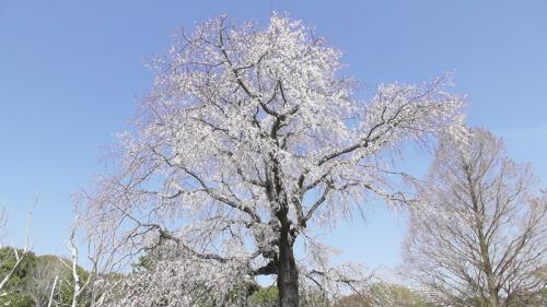桜　自然文化園