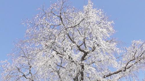 桜　自然文化園