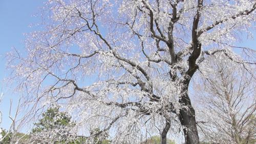 桜　自然文化園