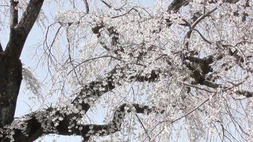 桜　自然文化園