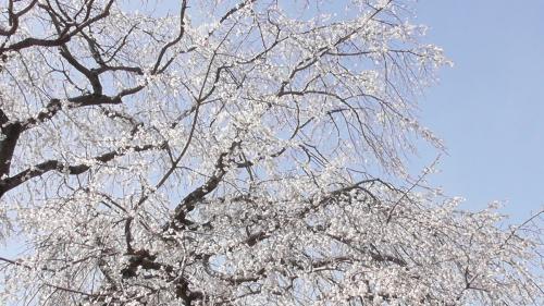 桜　自然文化園