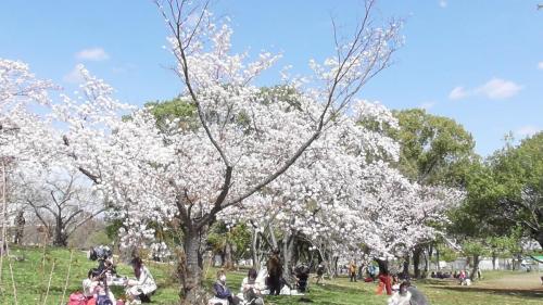 桜