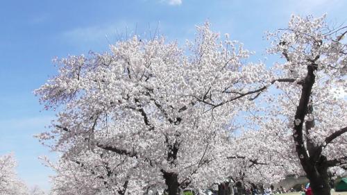 桜