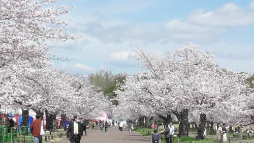桜