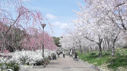 桜