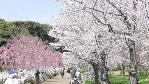 桜