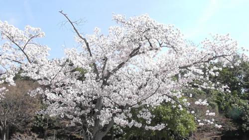 桜