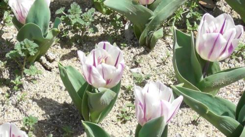 チューリップ