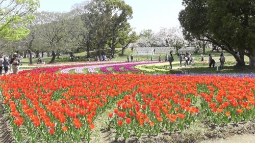 チューリップ