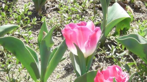 チューリップ