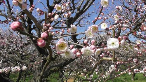 梅祭り２０１８