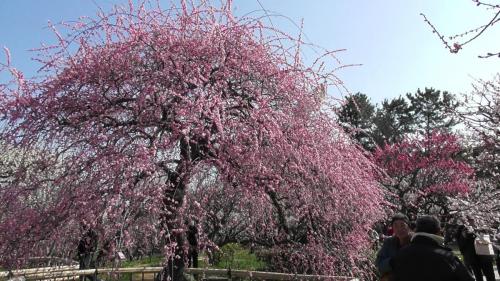 梅祭り２０１８