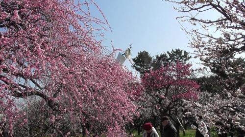 梅祭り２０１８