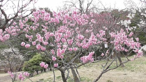 梅祭り